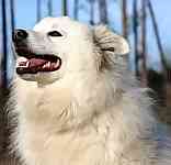 American Eskimo Dog puppies for sale