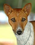 Basenji puppies for sale