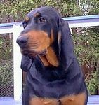 Black and Tan Coonhound puppies for sale