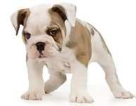 Miniature English Bulldog (Miniature Bulldog) puppies for sale