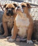 Australian Bulldog puppies for sale