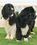 Newfoundland  puppies for sale